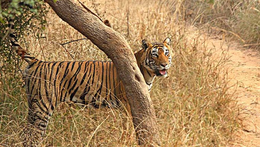 Jamwa Ramgarh Wildlife Sanctuary, Jaipur, Rajasthan - Vushii.com Jamwa Ramgarh Wildlife Sanctuary, Jaipur, Rajasthan - Vushii.com